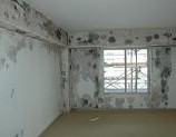 Mold Contamination