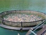 Aquaculture